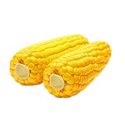 Кукуруза в початках и зерне Кукуруза