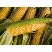 Кукуруза оптом Кукуруза на экспорт Кукуруза в Казахстане фотография