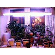 Лампы для растений фотография