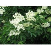 Бузина черная цветки(Elder flowers)