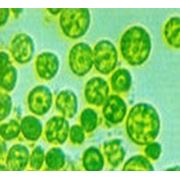 Chlorella – aditiv furajier din alge фотография