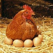 Экспертиза мяса птицы, яиц и продуктов их переработки фото
