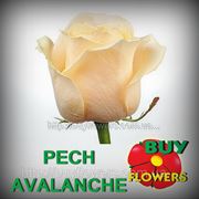 Rose Peach Avalanche wholesale, розы персиковые срезанные сорта Пич Аваланж от Аскании-Флора фотография