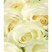 Роза белая 90см. фото