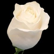 Белая роза Венделла