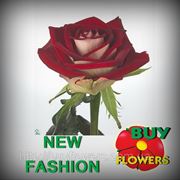 Нью Фешн розы двухцветные оптом Аскания Украина, New Fashion bicolor roses wholesale Askania Ukraine фотография