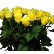 Желтая роза “Илиос“ фото