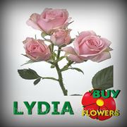 Лидия роза веточная оптом, Rosa spray Lydia купить в Украине фотография