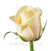 Кремовая роза фотография