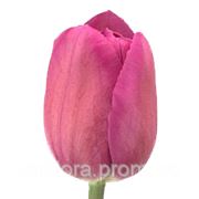Тюльпан розовый фото