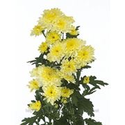 Хризантема Зембла (лимонная) фото