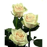 Кяремовая роза Талия фотография