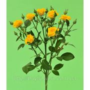 Шанни роза желтая веточная плантация Аскания флора