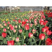 Тюльпаны оптом к 8 марта фото