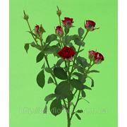 Руби Стар розы веточные Аскания оптовые цены Украина оптом фотография