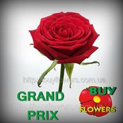 Гран При черные розы оптом, оптом розы красные, Аскания Украина, Grand Prix roses are red, Askania Ukraine