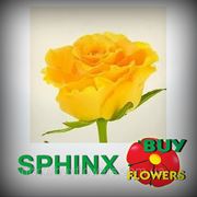 Сфинкс ярко желтая роза оптом, Аскания, Sphinx is a bright yellow rose Askania