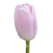 Тюльпан лиловый фото