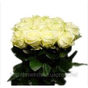 Белая роза фото