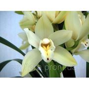 Цветы орхидеи фотография