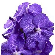 Орхидея Ванда (срезанная) фото