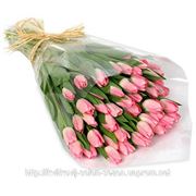 Тюльпаны розовые фото