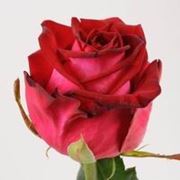 Роза Чири - пурпурный король фото