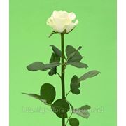 Срезанная белая роза Аваланж