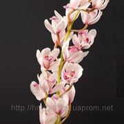 Орхидея Цимбидиум фото