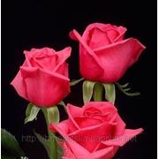 Малиновая роза “Тенга Венга“ фото