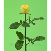 Живые розы Иллиос фотография
