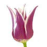 Тюльпаны лилиевидные фото