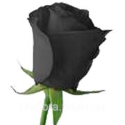 Чёрные розы фотография