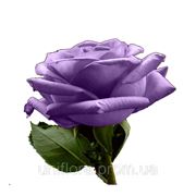 Фиолетовые розы фото