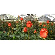 Оранжевая роза опт, High & Orange Magic rose Agrinag, поставки под заказ с плантаций Агринаг Эквадор фотография