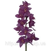 Орхидея мини фото