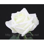 Розы белые продажа, сорт Белый шоколад, WHITE Roses, White Chocolate, плантация Agrinag, Эквадор фотография