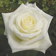 Роза "White Chocolate" Колумбия, Киев 90 см