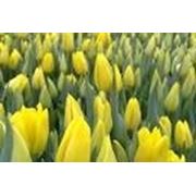 Тюльпаны сорта Строн Голд фото