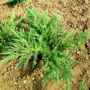 Можжевельник казацкий Juniperus sabina `Glauca` фото
