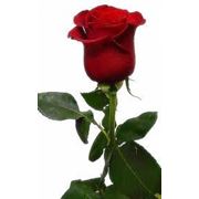 Красная роза "Фридом"