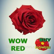 Вау Ред красная роза Аскания Украина, WOW Red Rose Askania Ukraine, sort Wow Red фотография