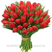 Тюльпаны красные фотография