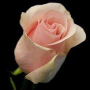 Розовая роза Титаник фото