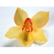 Желтая орхидея фото