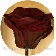 Роза в подарочной коробке БАГРОВЫЙ ГРАНАТ (7 карат на среднем стебле) фотография