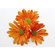 Оранжевые хризантемы фото