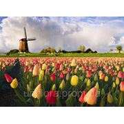 Тюльпаны Голландия фотография