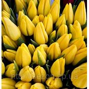 Тюльпаны Желтые фотография