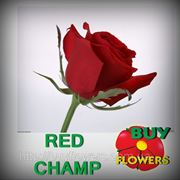Ред Чамп красная роза Аскания Украина, Red Champ, Red Rose Askania Ukraine фотография